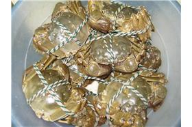 大閘蟹／翻攝自百度