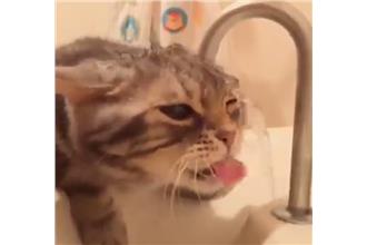 喵星人舔舔舔～水沒喝到　頭濕了一片