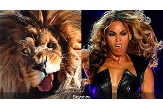 挖掘貓界明星臉　萬獸之王竟是...