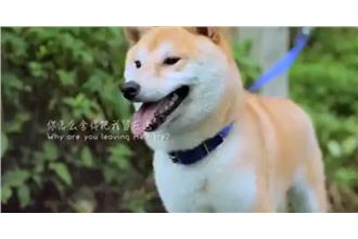 影／「為什麼不要我？」柴犬想回家～
