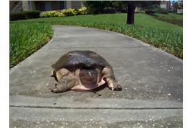 鱉/翻攝自YouTube