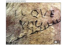 狗狗被縫我愛你／dailymail