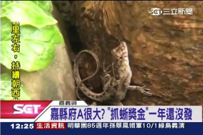 抓蜥獎金也要貪？1年沒發居民氣炸