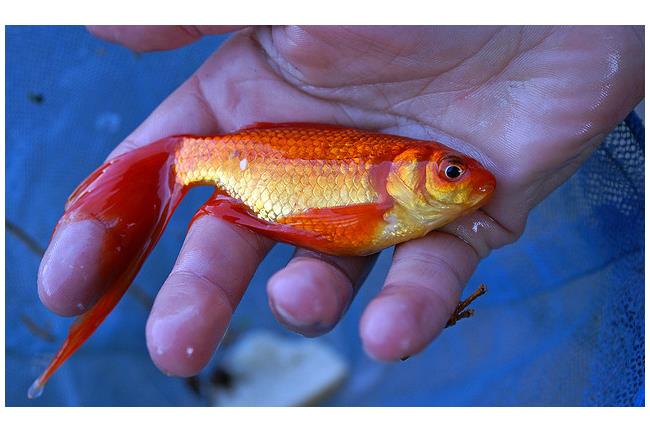 洗手受驚　醉男捏爆9條金魚洩憤