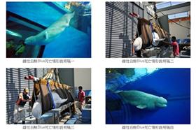 海生館白鯨死亡-海生館官網