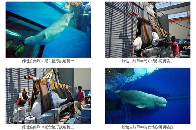 亞急性敗血症　屏東海生館白鯨死亡