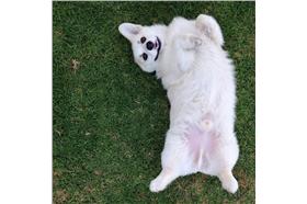 柯基犬_winstonthewhitecorgi_Instagram