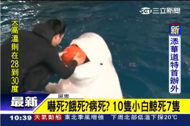 海生館已7小白鯨敗血症亡