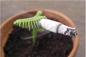 捕蠅草抽菸／臉書