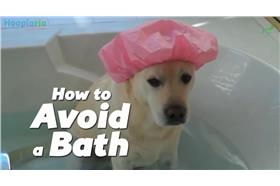 毛小孩怕洗澡-YouTube