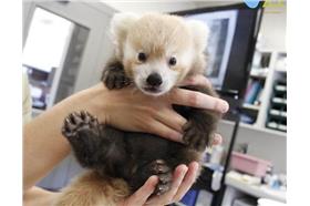 (名家)紅貓熊_卡卡洛普