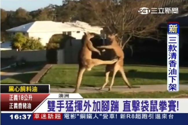 影／進擊的袋鼠！民宅直擊超猛拳擊秀
