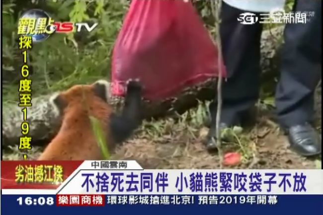 陸小熊貓圓圓喪命　傷心同伴阻人收屍