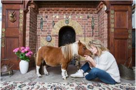 迷你馬Acer/翻攝自《鏡報》