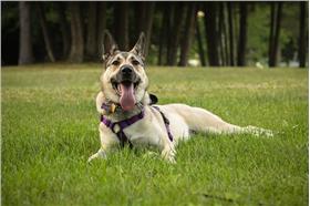 狗／圖／flickr：AllieKF