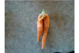 不舉,胡蘿蔔,老二,生殖器,雞雞,GG,陽痿,陰莖(flickr-Gary Koelling)