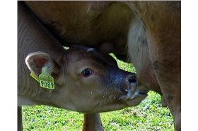 牛奶flickr-jenny downing