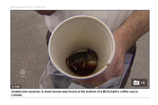 噁！咖啡剩最後一口　杯底驚現死老鼠