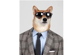 Bodhi,柴犬,模特兒（http://instagram_mensweardog）