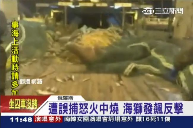 火爆海獅逆襲　大口咬住船員甩飛