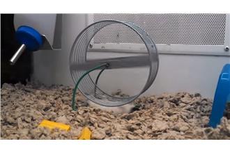 滾輪不是這樣用的啦！另類老鼠跑滾輪