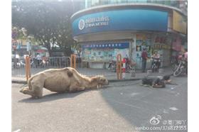 駱駝行乞/翻攝自新浪微博