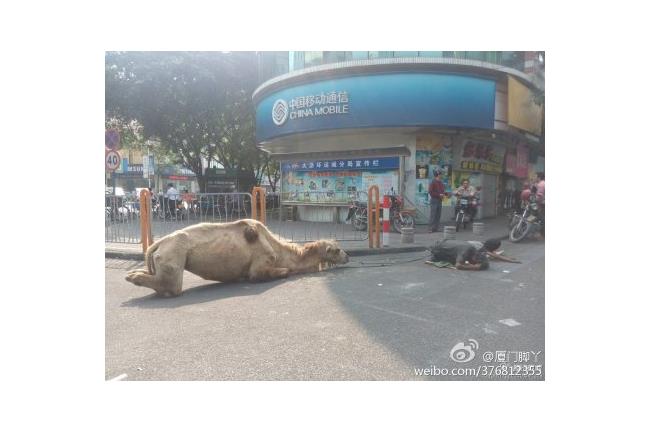 殘忍！大陸驚現駱駝四肢遭砍跪地行乞