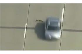 母鴨穿越高速公路＿取自《Radio Globo》臉書