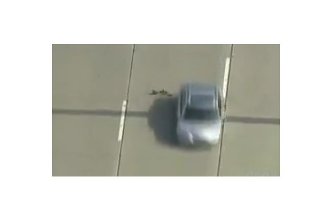 車輛險輾過　鴨群搏命橫越高速公路