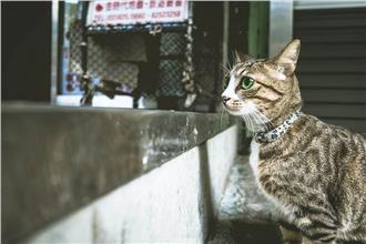 如何讓貓聽話？用這個讓牠1秒鐘關機