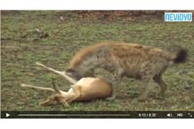 （圖／翻攝自Nevidyo）