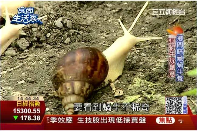 歐日韓瘋蝸牛液　台灣養蝸拚藍海商機
