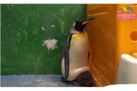 國王企鵝寶寶／台北市立動物園影片截圖