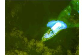 永暑島擴建  來源:觀察者網