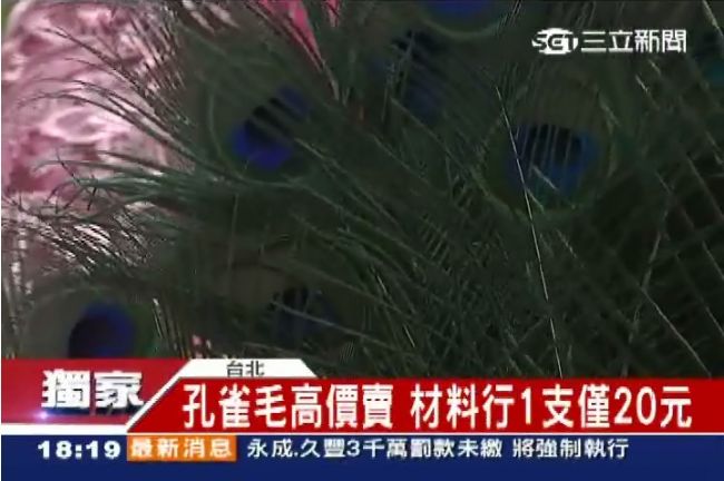 獨／這毛特厲害！孔雀毛誆增值高價賣