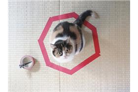 喵喵，請勿轉載