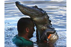 鱷魚/翻攝自英國《每日郵報》