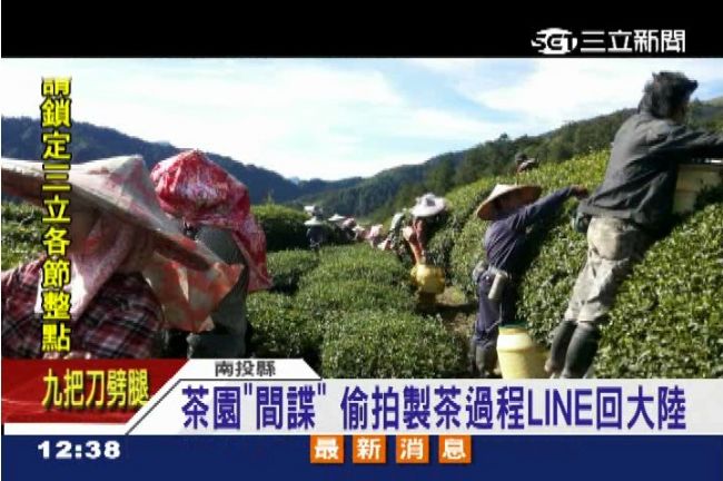 小心間諜！陸客茶園打工　偷機密回國