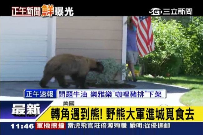 肚子餓壞了！全球野熊進城覓食去