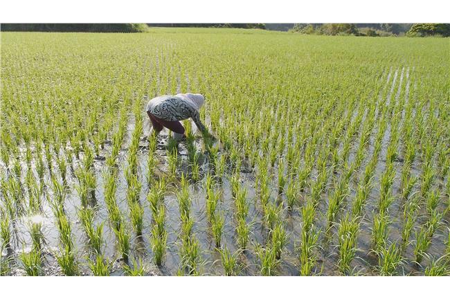 快訊／《農夫與他的田》拿綜合節目獎