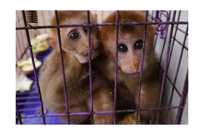 大陸饕客雲南吃猴腦　公務員停車加入