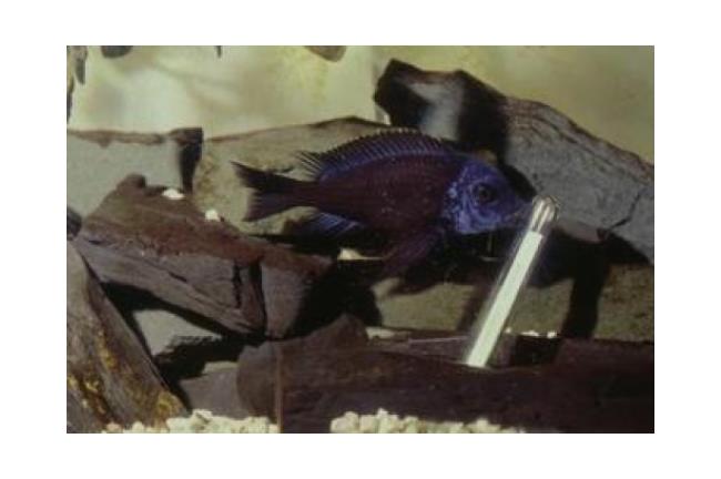 「惠子」2千年後被打臉？魚真的會玩