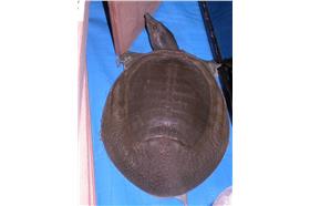 鱉左擺右扭跳恰恰（維基）