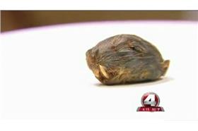 老鼠頭/翻攝自Fox4新聞