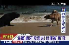 狗惹毛海獅1100