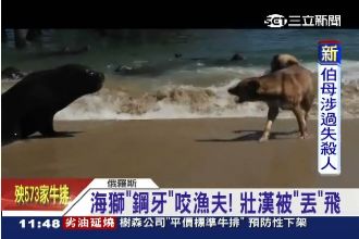 影／不要吵！狗狗狂吠被海獅狠甩上岸