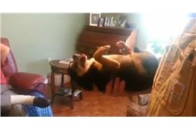 裝死吉娃娃-ennie Kay Blair Ferguson FB