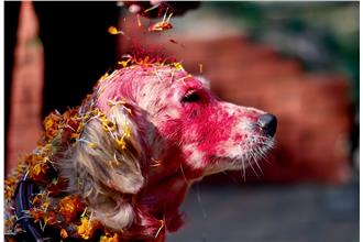 好「狗」日！尼泊爾「撒花抹粉」謝狗