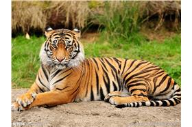 老虎／翻攝妮圖網