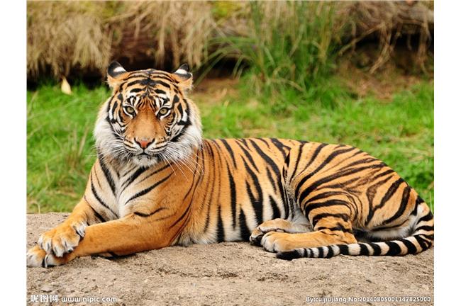 看「人獸交」影片　男慘被監禁6個月